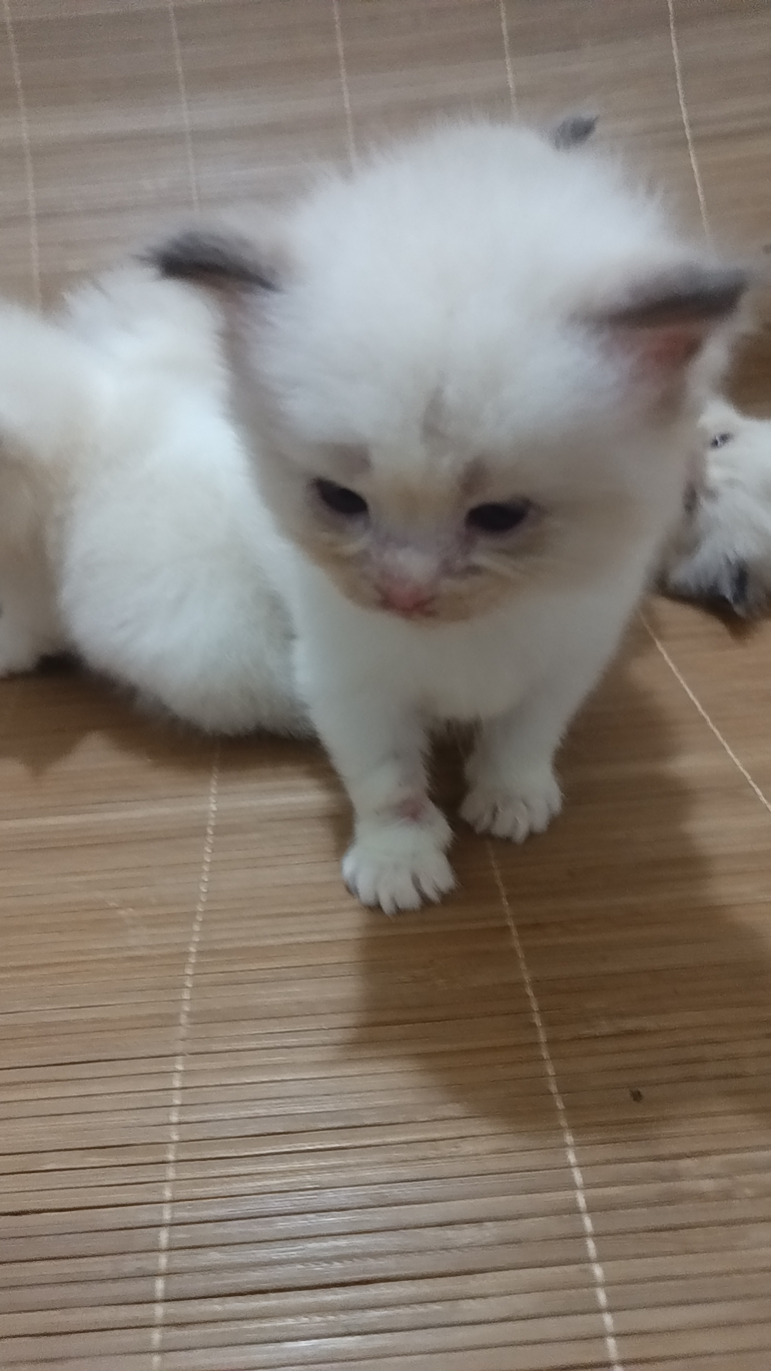 精品蓝双布偶猫咪